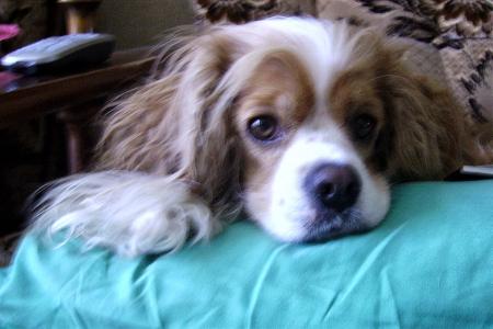 ma chienne